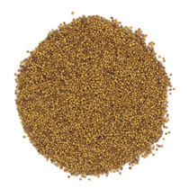 gorcica-semena-zeltye-rossiia-big-0