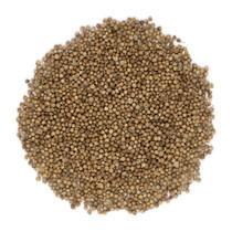 koriandr-plody-rossiia-big-0